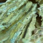 Песня из тайного сада