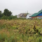 Ботаникам виднее