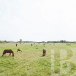 Приокские пони