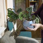 Чтобы не губили герань или глоксинию