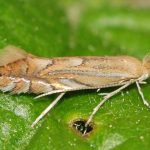 Опасный вредитель картофеля