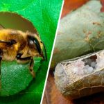 Не все пчелы – медоносы