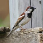 Птичку жалко