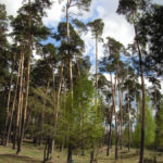 Посадки и вырубки