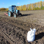 Раз картошка, два картошка…