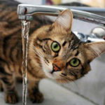 Кто заплатит?