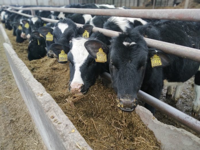 ОСНОВНОЕ ФОТО - Малинки - Подпись в отдельном файле