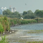 Прямиком в болото