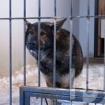 Опасный друг