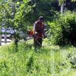 Зачем скверу крапива?