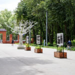 Лес или парк