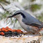 Стол для пернатых