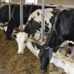 У фермеров роль особая