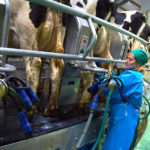 Рязанские животноводы бьют рекорды