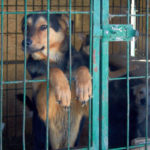 Чтобы и гуманно, и безопасно