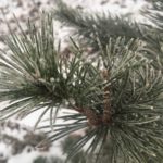 ZZujhOgXGth1esb5eHJuNuYHIGeri1ZU7C0gslX3w8okee_6Y813jSQ13N0SPP1SeNBu7pTF3Q_381Mr8b5L_0Q3