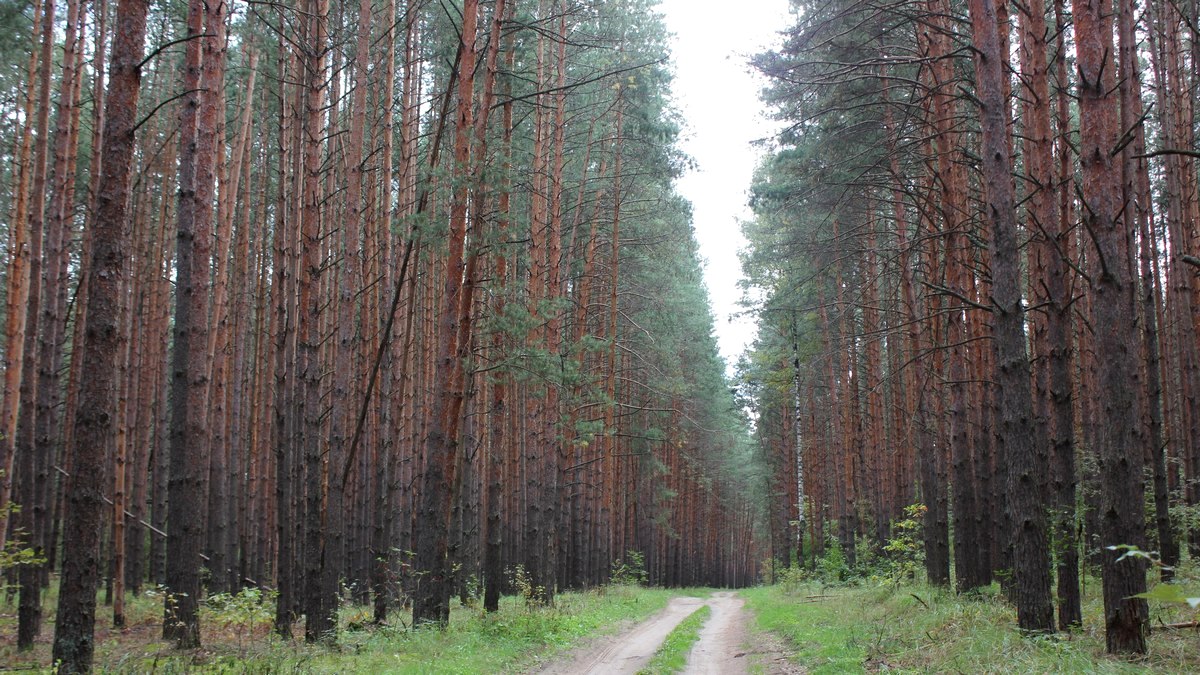 Леса твери. Тайга сосновый бор. Участок в лесу. Насоновский лес. Опалиха лес.