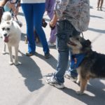 Можно ли получить льготу на стерилизацию домашнего животного?