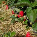 В хозяйствах Рязанской области продолжается сбор садовой земляники