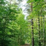 В Окском заповеднике отменили особый противопожарный режим