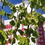 В рязанской больнице справились с нашествием шелкопряда