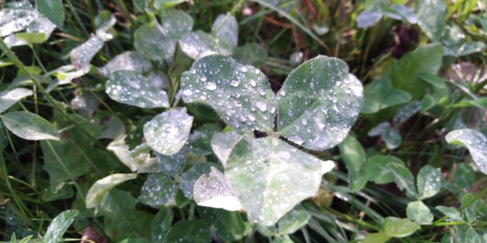 IMG_20230820_080207 роса