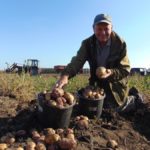 Чтобы картошечка не ушиблась