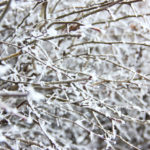 Завтра в Рязанской области ожидается выпадение снега