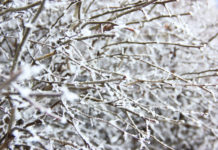 Завтра в Рязанской области ожидается выпадение снега