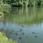 Голосование продолжается