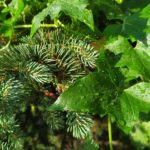 В Рязанской области появится Почтовый лес