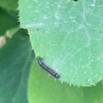 С рязанским непарным шелкопрядом разберутся аккуратно