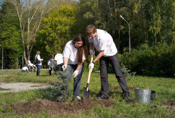 посадка елок Фото Осинина 2