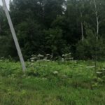 Кто уничтожит борщевик?