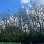 Более 12 тысяч сухих деревьев