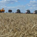 12 комбайнами убирают пшеницу в старожиловском АО «Имени Куйбышева»