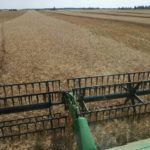 В Рязанской области намолотили 650 тысяч тонн пшеницы, гороха, чечевицы и ячменя