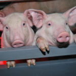 Состоялось внеочередное заседание комиссии по профилактике особо опасных болезней животных на территории Рязанской области