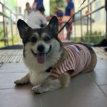 Есть собака – зарегистрируй