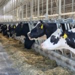 Рязанское животноводство развивается динамично