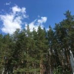 В Кадомском районе Рязанской области незаконно вырубали лес