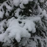 В лесах Рязанской области усилили охрану хвойных деревьев