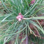 В Рязанской области борются с незаконными рубками хвойных деревьев