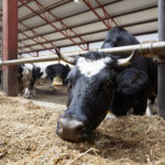 В Рязанской области растут объемы производства животноводческой продукции