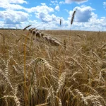 Еще четыре семейных фермы в Рязанской области получат гранты на развитие