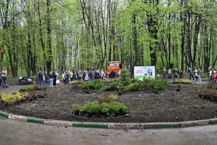 Семейные клумбы ЦПКиО Фото Соколова3