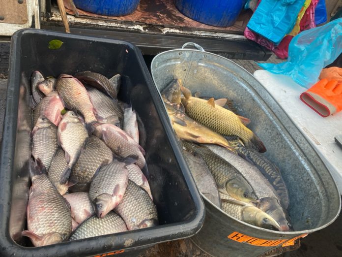 рыба на рынке_Шер