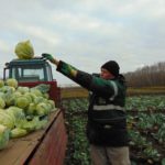 Рязанцам предложили работу в агропромышленном комплексе