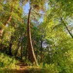 Павел Малков: Используем все возможности, чтобы сохранить наши леса и здоровье жителей