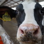 Рязанская область начала экспортировать племенной скот в страны ближнего зарубежья